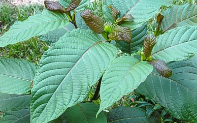 7-OH, kratom, and the criminalization of pain relief in America