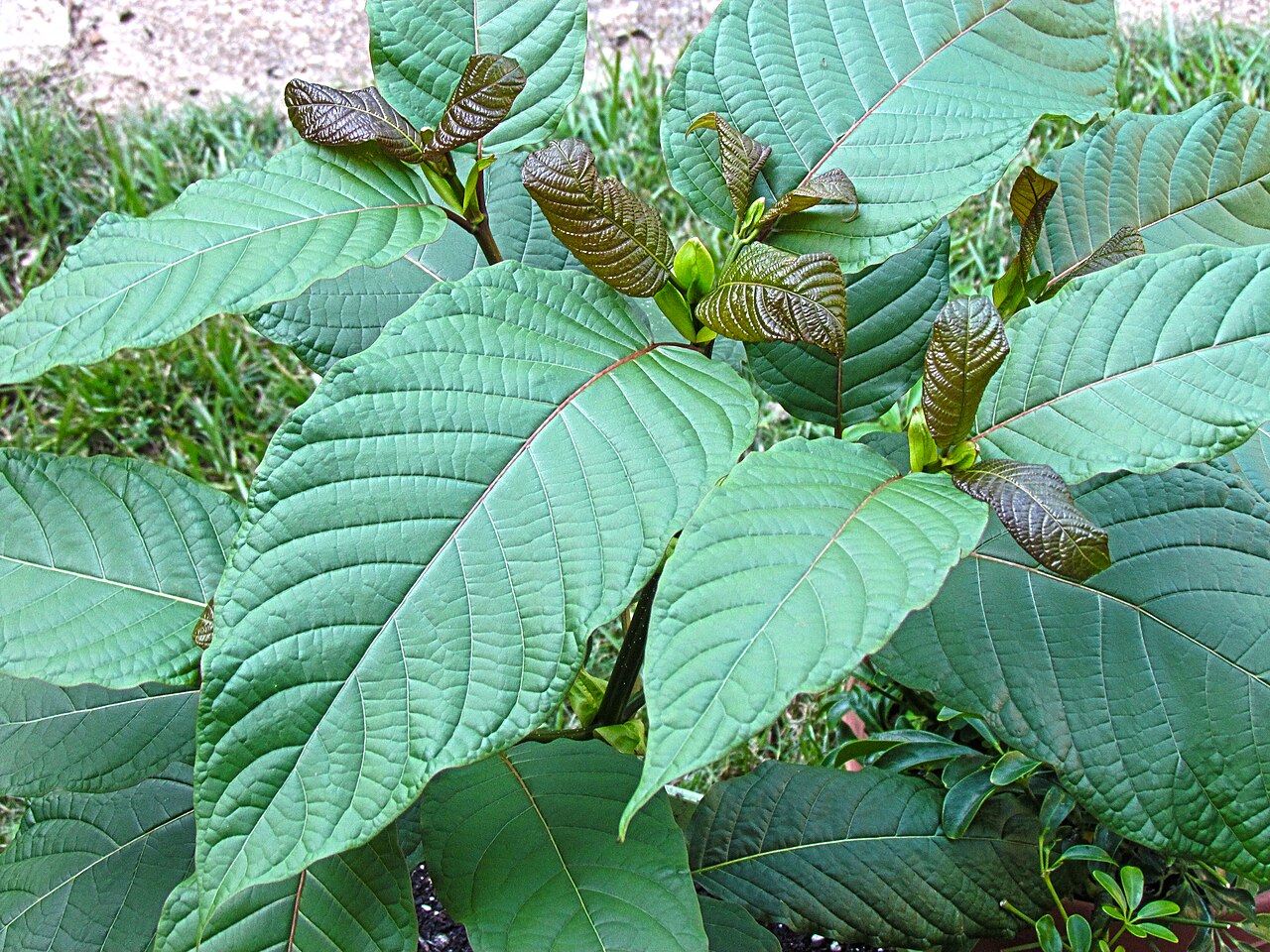 7-OH, kratom, and the criminalization of pain relief in America