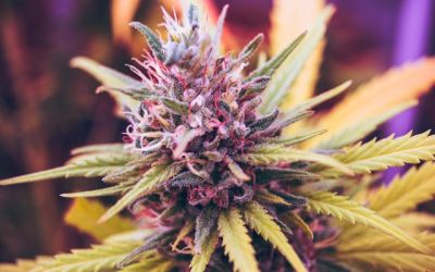 Grey Area Cannabis in the US (2026)